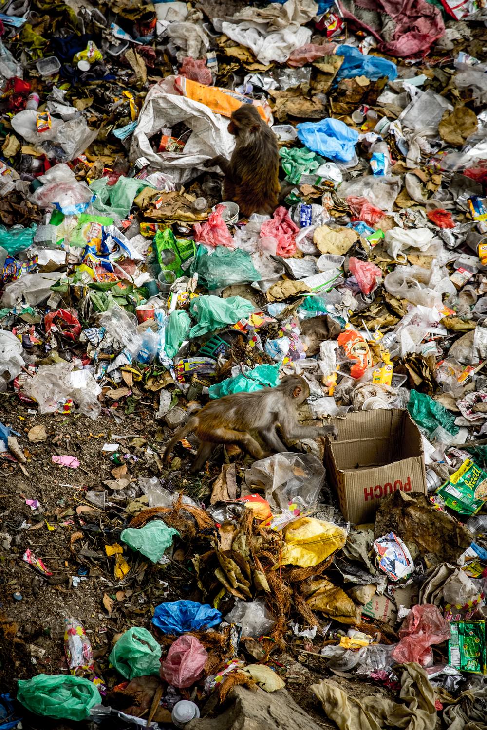 Monkeys rummage through litter at the Swayambhunath monkey template in Kathmandu, Nepal
